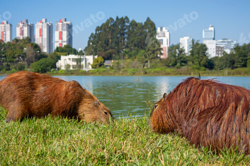 Visualização: curitiba, parana, brazil. 06.08.2023: capybaras in Barigui Park on a sunny day