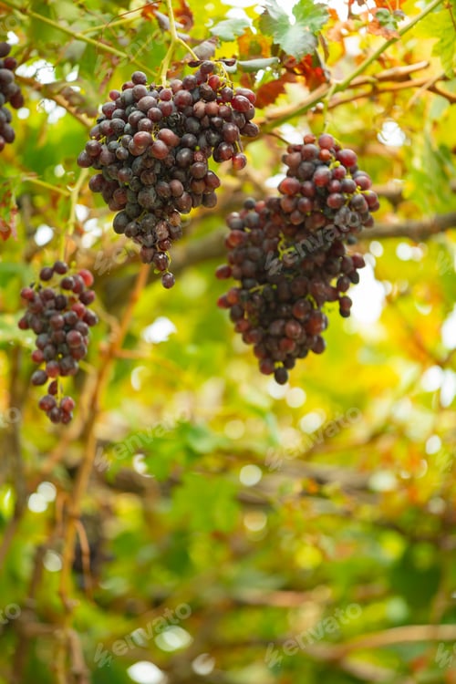 Preview: Close-Up Of Grape Bunch At Organic Vineyard Against Sun