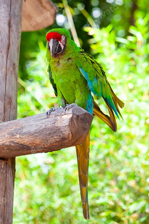 Preview: Macaw Parrot bird.