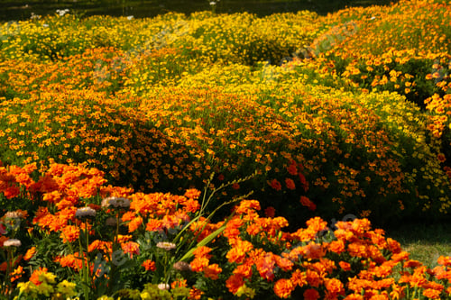 Preview: Beautiful field of colorful flowers on a sunny day