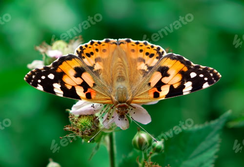 Preview: Closeup shot of Vanessa cardui, commonly called the painted lady.