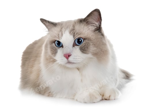Preview: ragdoll cat in studio