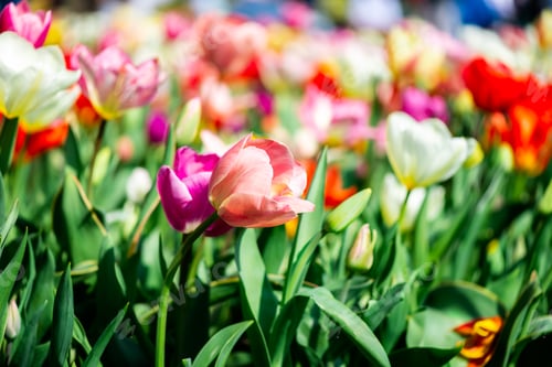 Preview: Flower gardens in the Netherlands during spring.