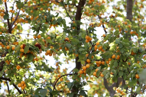 Preview: ripe yellow plums on the branches of the tree
