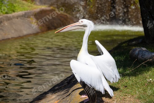 Preview: White Pelican in the park