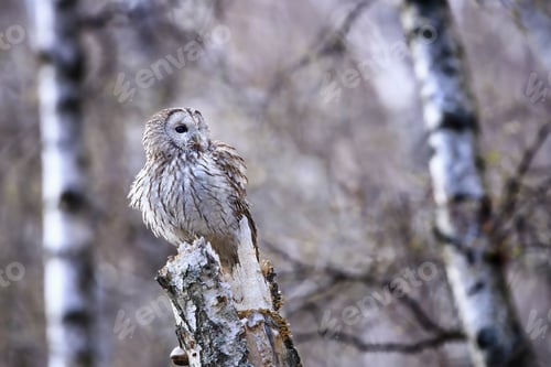 Preview: Wild tawny owl perching in birch forest in autumn nature