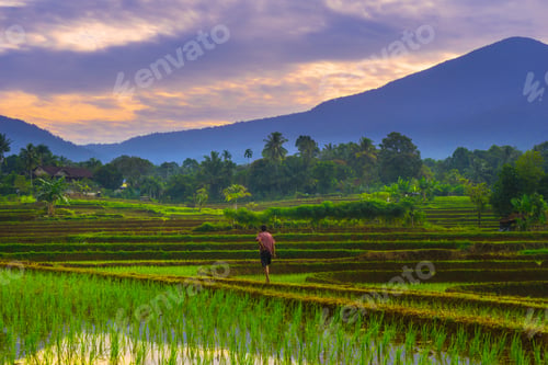 Preview: beautiful morning view panorama of indonesia agriculture