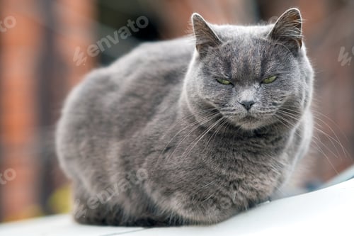 Preview: Closeup portrait of serious grey furry cat.