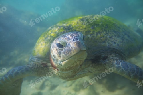 Preview: Turtle