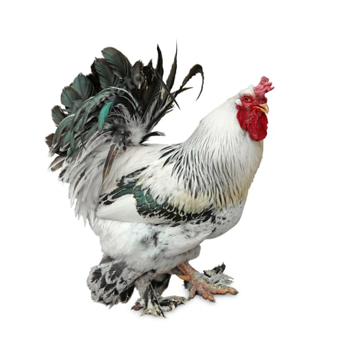 Preview: Beautiful rooster on white background. Domestic animal