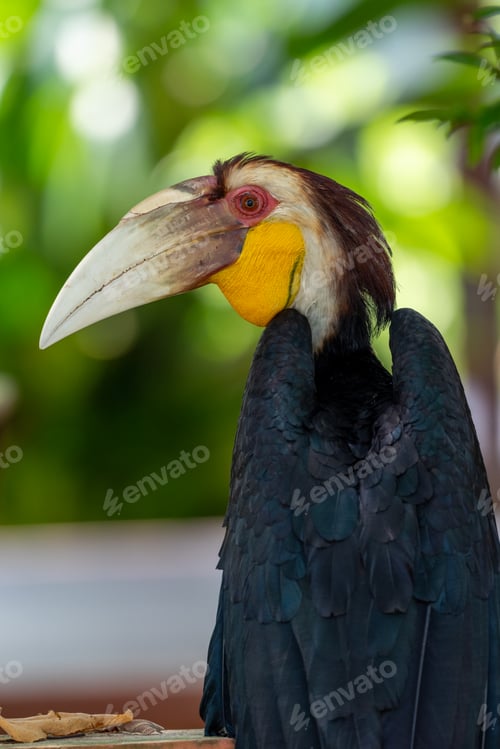 Preview: Close up of a male Rhyticeros undulatus bird, The wreathed hornbill
