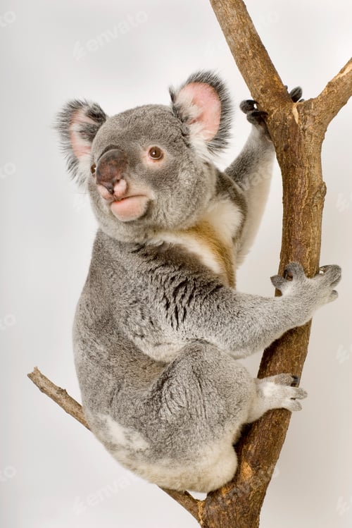 Koala