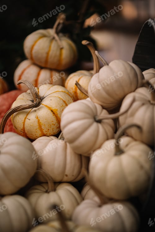 Preview: Close up white pumpkins