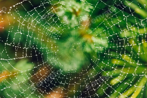 Visualização: Teia de aranha com gotas de chuva em planta verde