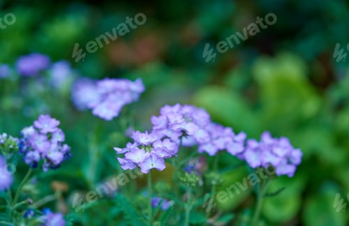 Preview: Meadwo Geranium - Johnsons Blue