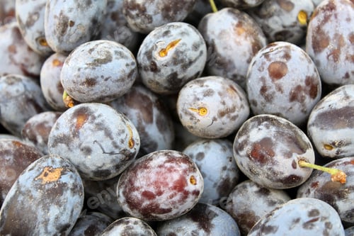 Preview: Fresh fruits for sale in supermarket. Plum.
