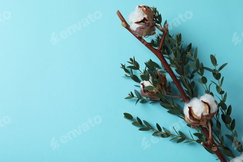 Preview: Cotton plant branches on blue background, space for text