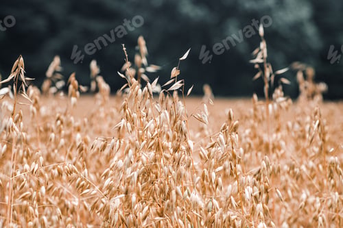 Preview: Golden field of dried plants with blurred background of trees