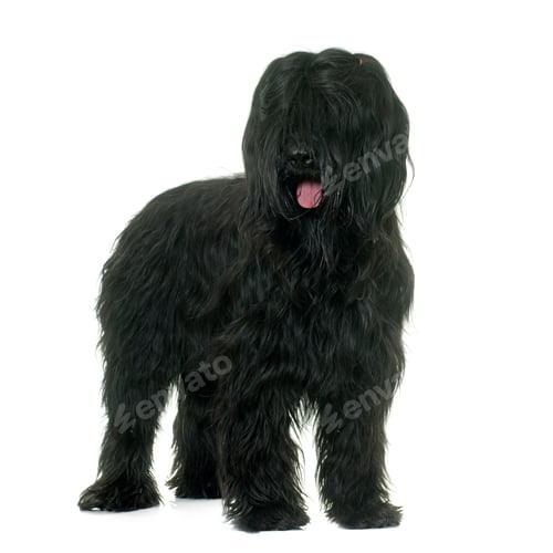 Preview: Briard in studio