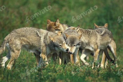 Preview: wolf, pack, togetherness, group, wilderness