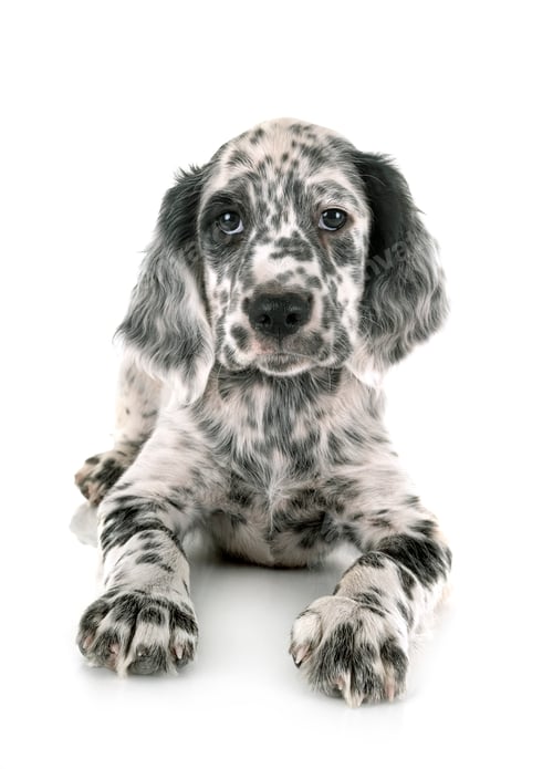 Preview: puppy english setter