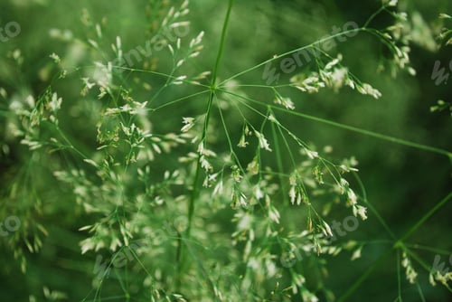 Preview: Grass