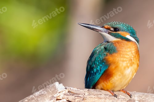 Preview: Сommon kingfisher, Alcedo atthis. On a sunny morning, the bird sits on a dry branch above the river