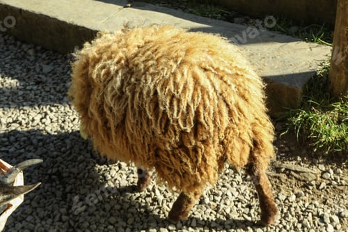 Preview: Cute small sheep in sunny day in park