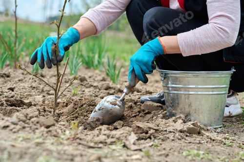 Preview: Close-up of gardener's hands in gloves with shovel digging blackberry bush
