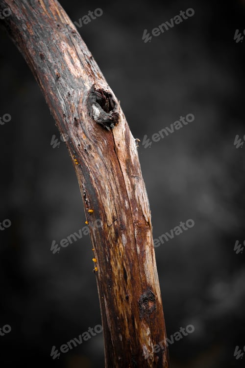 Preview: Closeup shot of a tree branch with intricate textures
