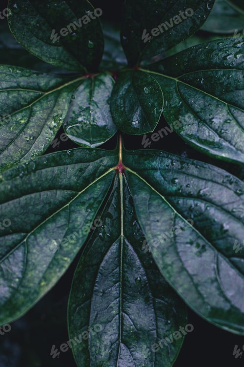 Preview: wet peony leaf with water drops
