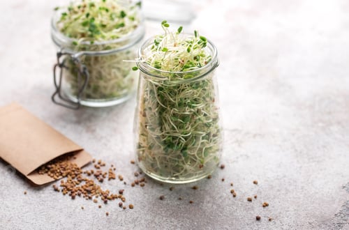 Preview: Microgreens grown in a jar.