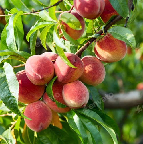 Preview: Ripe peaches fruit in garden