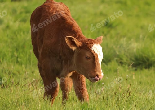 Preview: Baby brown calf springtime