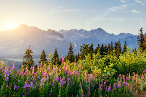 Preview: Wild flowers at sunset in the mountains. Poland. Zakopane