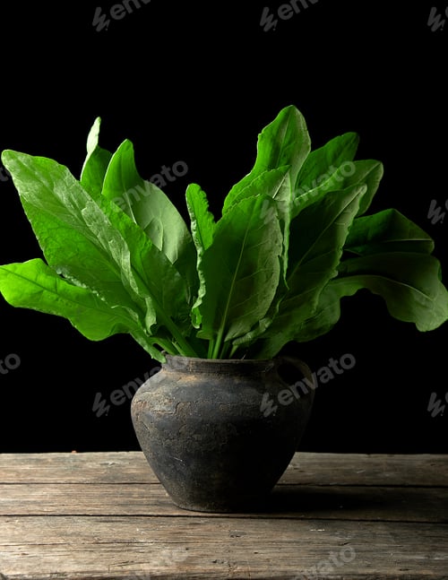 Vista previa: Fresh green leaves of sorrel in a clay pot on a wooden table, black background
