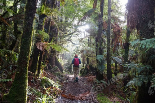 Preview: Hike in New Zealand forest