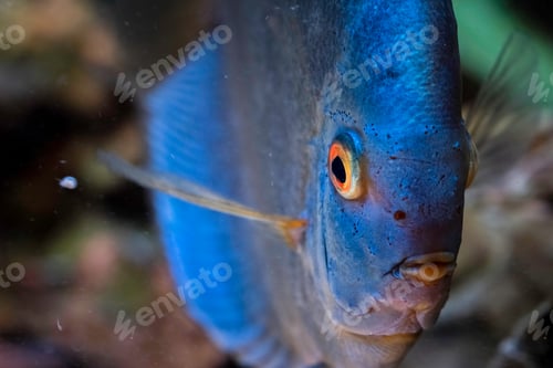 Preview: Blue fish from the spieces Symphysodon discus in aquarium. Freshwater aquaria concept