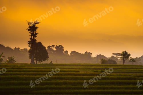Preview: indonesia beauty landscape paddy fields in north bengkulu natural beautiful morning view from asia