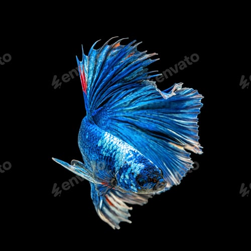 Preview: Movement beautiful of colorful siamese betta fish or half moon betta splendens fighting fish