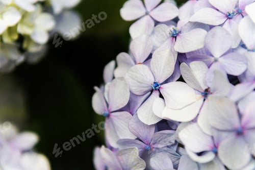 Preview: Hydrangea Flowers in the Garden