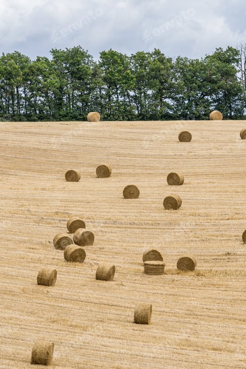 Preview: Hay Rolls on Field