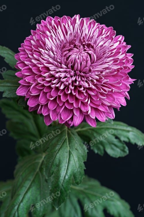 Preview: Hybrid Chrysanthemum (Chrysanthemum Sp.).