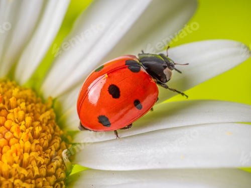 Preview: Insect ladybug on a daisy flower close-up on a light green background