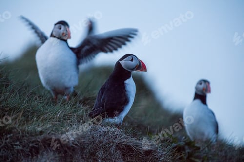 Preview: Puffins are any of three species of small alcids in the bird genus Fratercula.