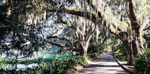 Preview: Woods filled with trees with paved brick walkway for enjoyment.