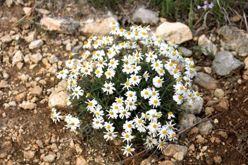 Preview: Beautiful view of blackfoot daisy flowers growing in a field