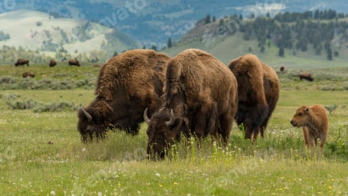 Preview: Closeup of grazing bisons in the Yellowstone National Park in the US