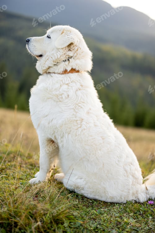 Preview: Maremma Sheepdog in Carpathian Mountains