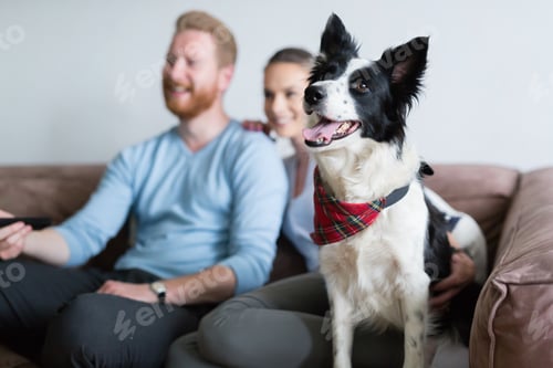 Preview: Beautiful couple watching television at home with their dog